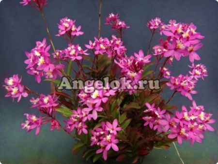 фото Эпидендрум (Bard. Sister My Love) Тайвань от магазина магазина орхидей Ангелок