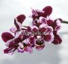фото Фаленопсис мини (Phalaenopsis ) ph-81 от магазина магазина орхидей Ангелок