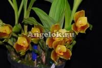 фото Ангулоа гибрид (Angulocaste Joiceyi) от магазина магазина орхидей Ангелок