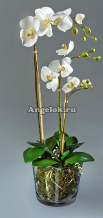 фото Кашпо стеклянное для орхидей s-11 от магазина магазина орхидей Ангелок