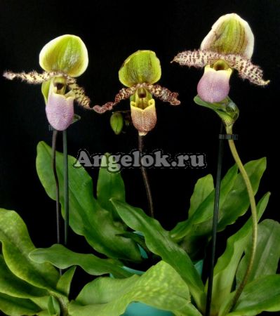 фото Пафиопедилум Пиноккио (Paphiopedilum Pinocchio) от магазина магазина орхидей Ангелок
