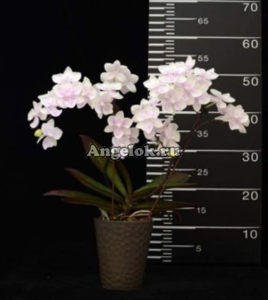 фото Фаленопсис Биг Лип (Phalaenopsis (amabilis x Yu pin Fire Works)’1187’) Тайвань от магазина магазина орхидей Ангелок