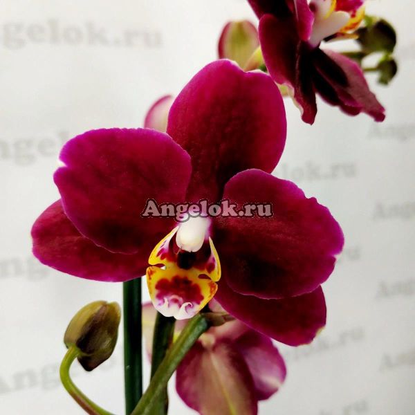 фото Фаленопсис Дебора (Phalenopsis Debora) от магазина магазина орхидей Ангелок