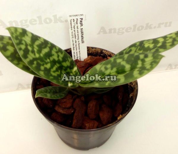 фото Пафиопедилум (Paphiopedilum sukhakulii) от магазина магазина орхидей Ангелок
