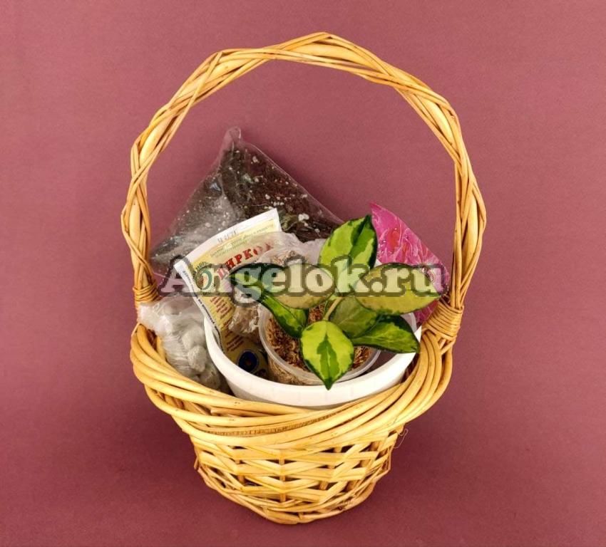 Набор для выращивания Хойи