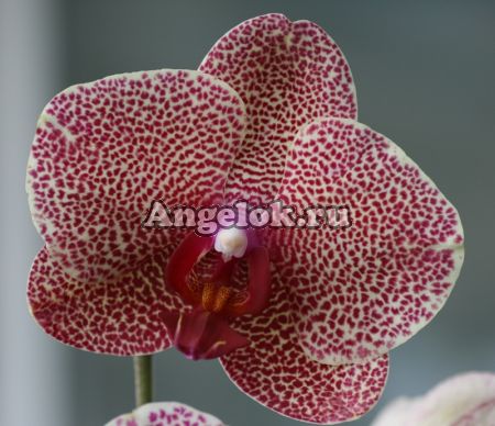 Фаленопсис (Phalaenopsis ) ph-59_1