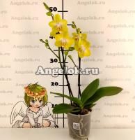 Фаленопсис желтый (Phalaenopsis Yellowcup)
