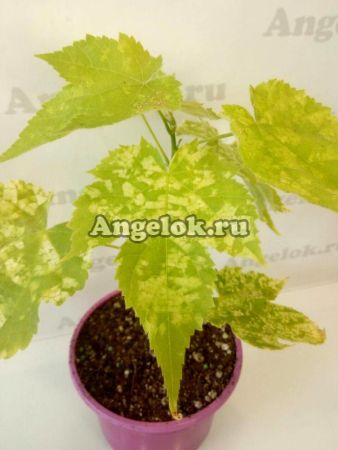 фото Абутилон пестролистный (Abutilon) от магазина магазина орхидей Ангелок