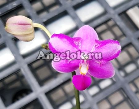 фото Фаленопсис (Phalaenopsis Purple Gem"Es") Тайвань от магазина магазина орхидей Ангелок