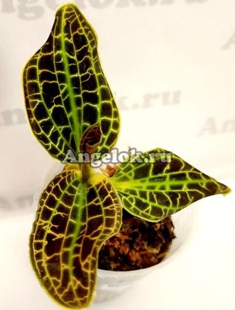 фото Макодес (Macodes sanderiana) Тайвань от магазина магазина орхидей Ангелок