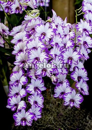 фото Дендробиум (Den.Enobi Purple'Splash') Тайвань от магазина магазина орхидей Ангелок