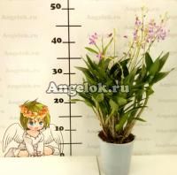 Дендробиум Кинга (Dendrobium kingianum)