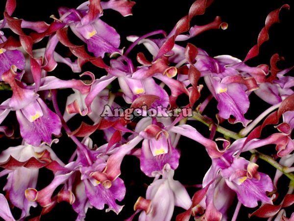 фото Дендробиум Лазиантера (Dendrobium lasianthera) от магазина магазина орхидей Ангелок