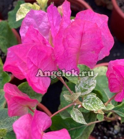 фото Бугенвиллия пестролистная (Bougainvillea Snow Pink) черенок от магазина магазина орхидей Ангелок