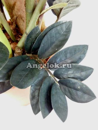 фото Замиокулькас черный (Zamioculcas Zamiifolia Black Leaf) детка от магазина магазина орхидей Ангелок