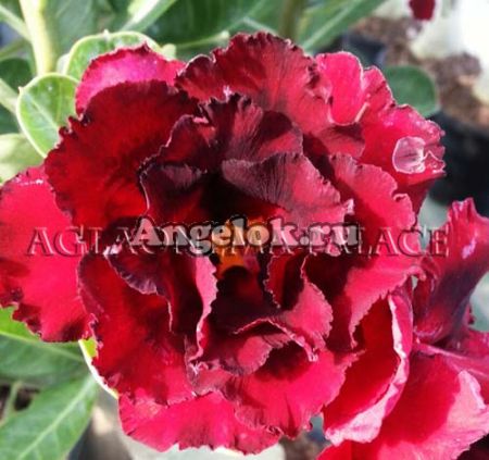 фото Адениум (Adenium obesum Immortal) от магазина магазина орхидей Ангелок
