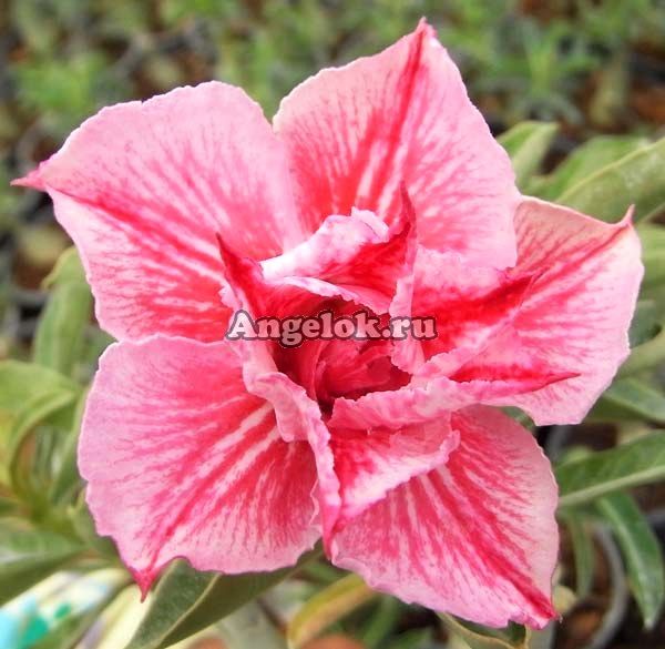 фото Адениум (Adenium obesum Wan Jai) от магазина магазина орхидей Ангелок