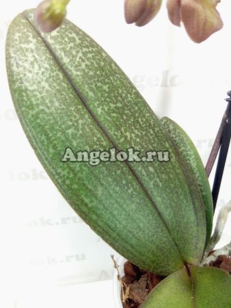фото Фаленопсис Парфюмерная фабрика (Phalaenopsis Odorion) от магазина магазина орхидей Ангелок