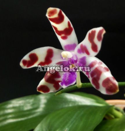 фото Фаленопсис Марии (Phalaenopsis mariae) от магазина магазина орхидей Ангелок