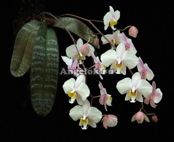 Фаленопсис Филиппинский (Phalaenopsis philippinensis)