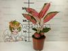 Аглаонема (Aglaonema Chang dang)