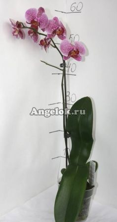 Фаленопсис (Phalaenopsis ) ph-35_5