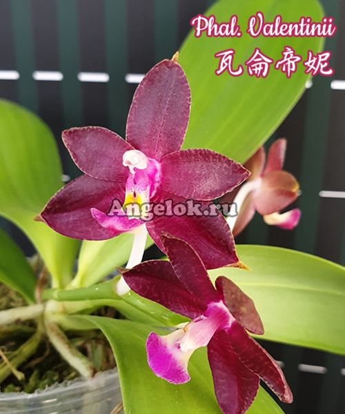 фото Фаленопсис (Phalaenopsis Valentinii) Тайвань от магазина магазина орхидей Ангелок