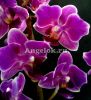 фото Фаленопсис бабочка (Phalaenopsis Little Pinky) пелорик от магазина магазина орхидей Ангелок