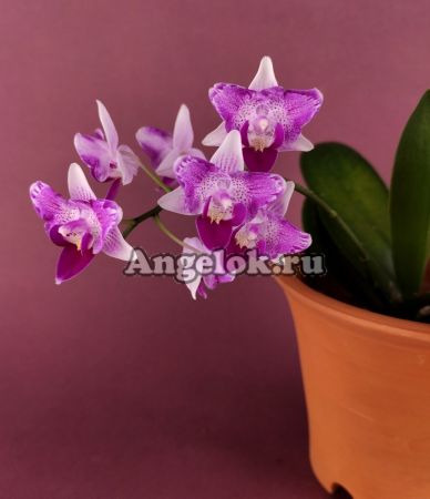 фото Фаленопсис Пелорик (Phalaenopsis Liu's Beauty Taiwan) от магазина магазина орхидей Ангелок