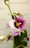 фото Мильтония (Miltonia) milt-14 от магазина магазина орхидей Ангелок