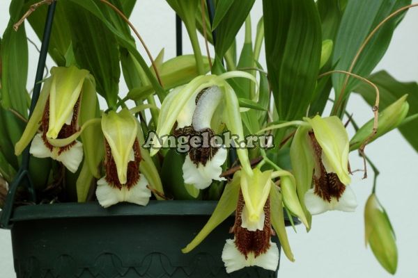 фото Целогина прекрасная (Coelogyne speciosa) от магазина магазина орхидей Ангелок