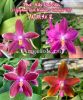 фото Фаленопсис (Phalaenopsis Miki Red Star) Тайвань от магазина магазина орхидей Ангелок