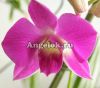 фото Дендробиум фаленопсис (Dendrobium Phalaenopsis ) d-08 от магазина магазина орхидей Ангелок