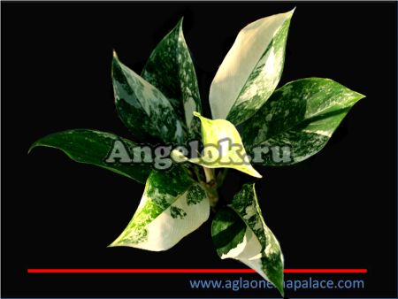 фото Аглаонема (Aglaonema Yok Siam) от магазина магазина орхидей Ангелок
