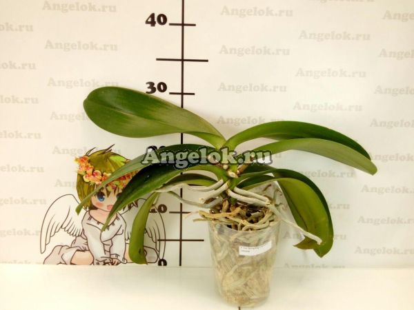 фото Фаленопсис ( P. Ever Spring King × Musashino 'MXS046' ) Тайвань от магазина магазина орхидей Ангелок
