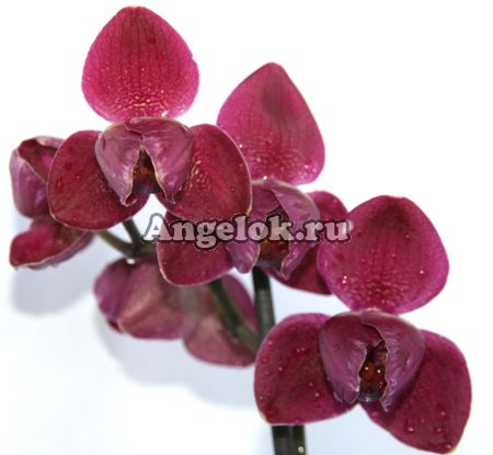 Фаленопсис (Phalaenopsis ) ph-64 пелорик