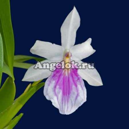 фото Мильтония (Miltonia spectabilis semi alba) от магазина магазина орхидей Ангелок