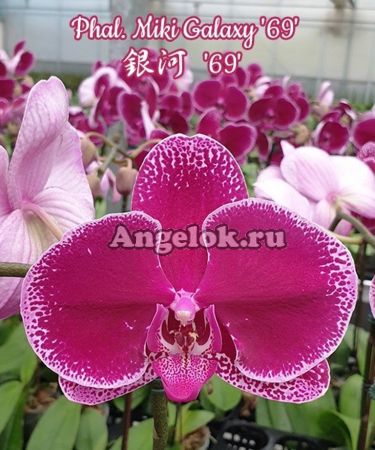фото Фаленопсис (Phalaenopsis Miki Galaxy '69') Тайвань от магазина магазина орхидей Ангелок