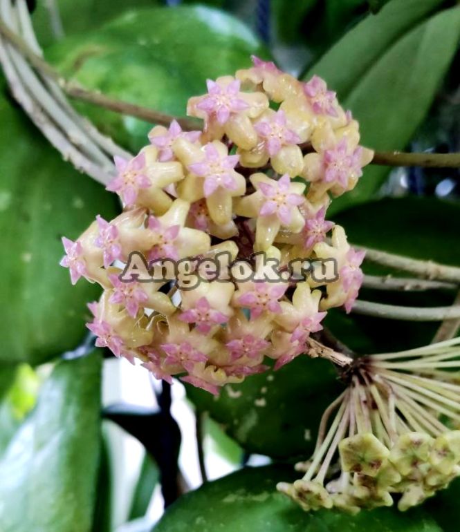 Хойя Металлика (Hoya Metallica) черенок