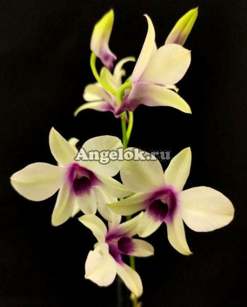 фото Дендробиум Борнео (Dendrobium Borneo) от магазина магазина орхидей Ангелок