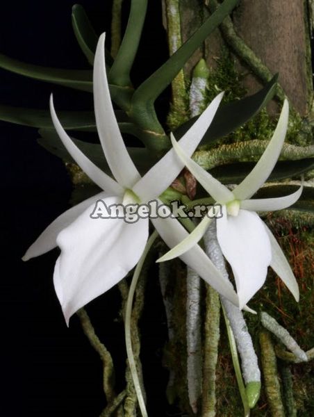 фото Ангрекум Дидье (Angraecum didieri) от магазина магазина орхидей Ангелок