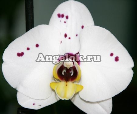 фото Фаленопсис (Phalaenopsis ) ph-10 от магазина магазина орхидей Ангелок