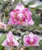 фото Фаленопсис бабочка (Phalaenopsis Younghome Summer) от магазина магазина орхидей Ангелок