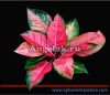 фото Аглаонема (Aglaonema Pha rumrouy) от магазина магазина орхидей Ангелок