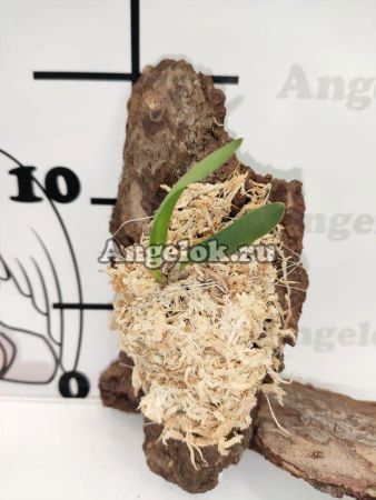 фото Софронитис (Sophronitis coccinea flava) Тайвань от магазина магазина орхидей Ангелок