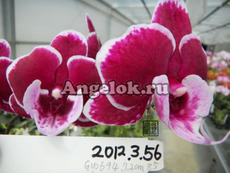 фото Фаленопсис Биг Лип (P. Sexy Venus Red lips) Тайвань от магазина магазина орхидей Ангелок