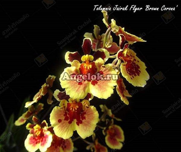 фото Толумния (Tolumnia Brown Corona) от магазина магазина орхидей Ангелок