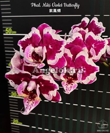 фото Фаленопсис бабочка (Phalaenopsis Miki Violet Butterfly) детка Тайвань от магазина магазина орхидей Ангелок