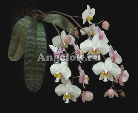 фото Фаленопсис Филиппинский (Phalaenopsis philippinensis) Тайвань от магазина магазина орхидей Ангелок