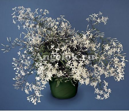 фото Жасмин многоцветковый (Jasminum polyanthum) от магазина магазина орхидей Ангелок